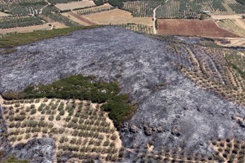 Κατεστραμμένες καλλιέργειες στην Τιθορέα