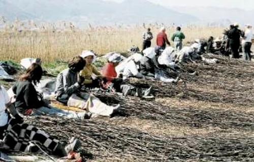 Σκληρές οι συνθήκες εργασίας, αλλά σκληρότερη η αδιαφορία του υπουργείου Αγροτικής Ανάπτυξης