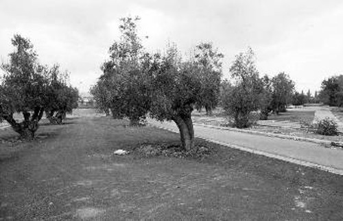 Ακόμη και αυτά τα λίγα δέντρα ανάμεσα στο τσιμέντο θα καταστραφούν...