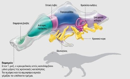 Με χρήση υπολογιστικής τομογραφίας (CT), οι επιστήμονες ανέλυσαν εκμαγεία της εγκεφαλικής κοιλότητας του Τυραννόσαυρου ρεξ, διαπιστώνοντας ότι είχε μεγάλους οσφρητικούς βολβούς και οπτικούς λοβούς. Η όσφρηση και η όρασή του ήταν κατάλληλες για έναν επιδέξιο θηρευτή, επιτρέποντάς του να εντοπίζει και να παρακολουθεί τα θηράματά του