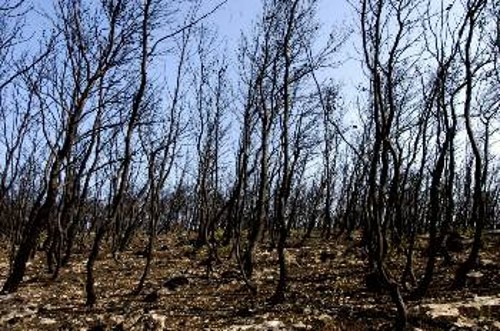 Καμένη έκταση στην Πεντέλη. Μετά τις φωτιές πέντε οικοδομικοί συνεταιρισμοί ζητούν την οικοδόμησή της.