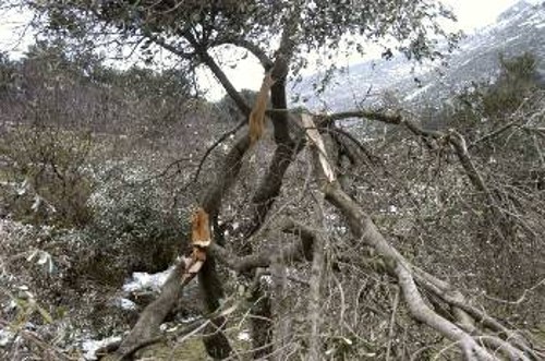 Κατεστραμμένα λιόδεντρα. Σημαντικές ήταν οι ζημιές και στην αγροτική παραγωγή. (Αναλυτικό ρεπορτάζ στον αυριανό «Ρ»)