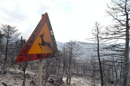 Ακόμη και την ενίσχυση της δασοπροστασίας με προσωπικό υπόσχεται τώρα, μετά το κάψιμο του εθνικού δρυμού, η κυβέρνηση...