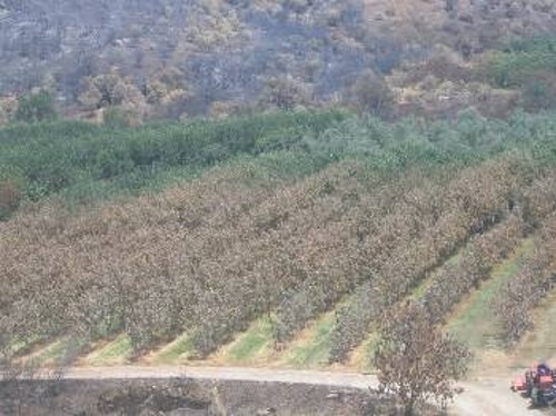 Σε απόγνωση βρίσκονται οι αγρότες που έχασαν μέσα σε λίγες ώρες τις καλλιέργειές τους