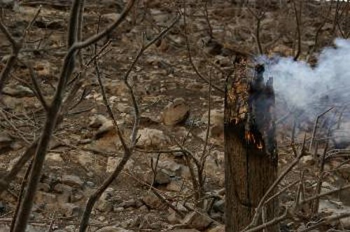 Στάχτη έγιναν χιλιάδες στρέμματα δασών και καλλιεργειών