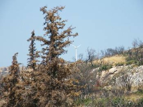 «Οχι στη μεταλλική αναδάσωση», αναφέρει το πανό στα Στύρα, εννοώντας τις ανεμογεννήτρες που ξεφυτρώνουν