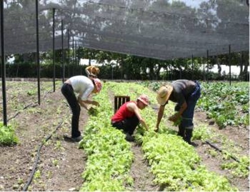 Από τις αγροτικές εργασίες στο αγρόκτημα La Granjiita, με μέλη της ΚΝΕ να κάνουν τη διεθνιστική αλληλεγγύη πράξη
