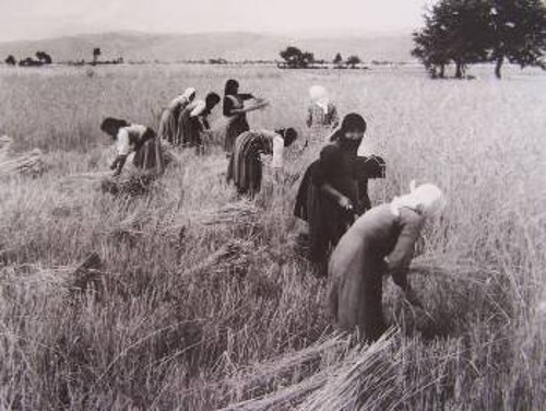 Ο φωτογράφος Τάκης Τλούπας, απαθανατίζει το θερισμό στο θεσσαλικό κάμπο, τη δεκαετία του '50