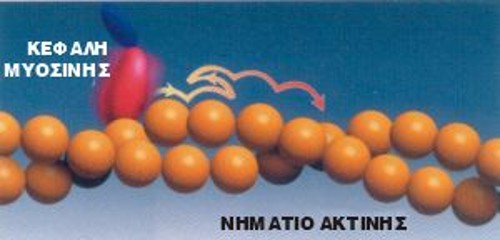 Η κίνηση της μυοσίνης, θεμελιώδης για τη λειτουργία των μυών των ζώων, δείχνει όχι μόνο άλματα προς τα μπρος (σύσπαση), αλλά και προς τα πίσω, καθώς και πολλαπλάσια του βασικού άλματα, όπως ακριβώς προβλέπεται αν ο τυχαίος μοριακός βομβαρδισμός παίζει σημαντικό ρόλο