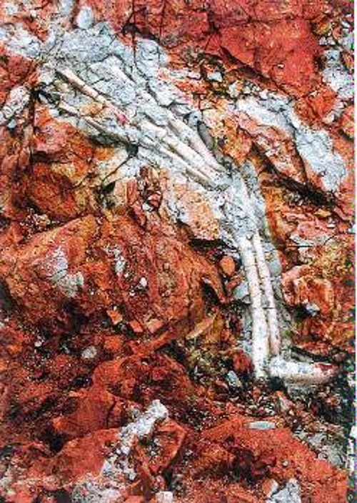 Απολίθωμα βραχίονα του Sinornithomimus που βρέθηκε στην έρημο Γκόμπι