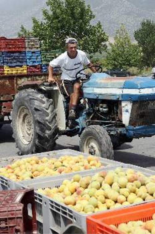 Σε απόγνωση βρίσκονται οι ροδακινοπαραγωγοί της Πέλλας