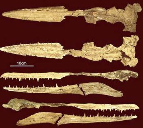 Το σχεδόν πλήρες κρανίο του πουλιού Pelagornis sandersi, που εμφανίζεται εδώ υπό διάφορες γωνίες, δείχνει τα χαρακτηριστικά «ψεύτικα δόντια» της οικογένειας των πελαγορνιθίδων. Τα δόντια είναι στην ουσία προβολές που σχηματίζονται από το οστό της γνάθου. Εκτιμάται ότι βοηθούσαν σημαντικά το πουλί - κυνηγό να πιάνει και να συγκρατεί τα θηράματα που κυνηγούσε