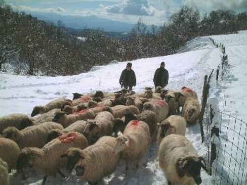 Σε πλήρη στραγγαλισμό οδηγούνται, με τις μεθοδεύσεις της ΕΕ, οι αγροτοκτηνοτροφικές δραστηριότητες στις ορεινές περιοχές