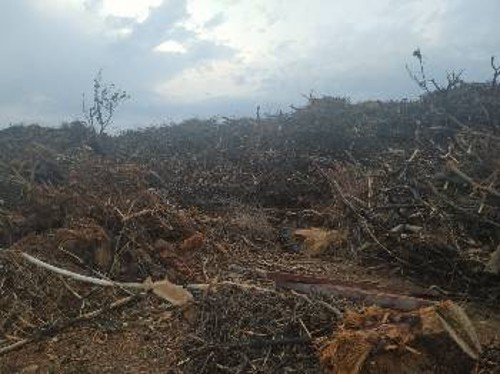 Τόνοι από καμένα δέντρα και κλαδιά, που ακόμα συλλέγονται, αν και έχει περάσει ένας χρόνος, παραμένουν σε οικόπεδο εναπόθεσής τους