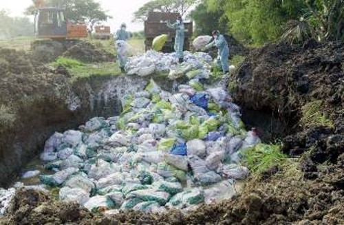 Εργάτες πετούν σακούλες με μολυσμένα πτηνά σε χωματερή στην Ταϊλάνδη