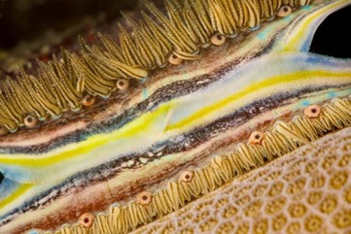 Χτένι διατρητής κοραλλιών: Τα 11 μάτια που εμφανίζονται σε αυτήν τη φωτογραφία του μαλακίου δεν διαθέτουν φακούς για να συγκεντρώνουν το φως, όπως έχουν τα μάτια των περισσότερων ζώων. Στη θέση των φακών χρησιμοποιούν ανακλαστικούς κρυστάλλους - που συναντώνται και στα λέπια των κυπρίνων αλλά και στο δέρμα του χαμαιλέοντα - ώστε να συγκεντρώνουν και να κατευθύνουν τις φωτεινές ακτίνες