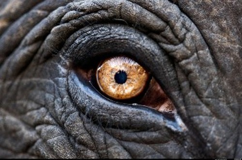 Ασιατικός ελέφαντας: Τομές των ματιών των ελεφάντων δείχνουν ότι κατά τη διάρκεια της μέρας αυτοί οι ευγενείς γίγαντες έχουν αχρωματοψία κόκκινου - πράσινου, όπως και μερικοί άνθρωποι, μην μπορώντας να διακρίνουν τα δύο χρώματα μεταξύ τους