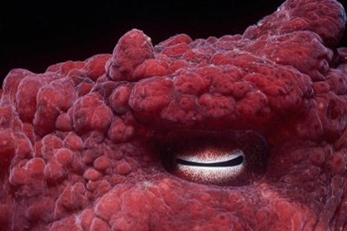 Γιγαντιαίο χταπόδι του Ειρηνικού: Αυτό το κεφαλόποδο στηρίζεται στην όραση για να κυνηγήσει τη νύχτα, παρότι δεν μπορεί να δει χρώματα και μάλλον καταδιώκει το θύμα του χρησιμοποιώντας ένα μάτι κάθε φορά. Ενα άλλο είδος χταποδιού συχνά εγχέει τοξίνες στο μάτι του θύματός του μόλις το συλλάβει