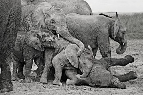 Τα μικρά της διευρυμένης οικογένειας παίζουν και οι μητέρες προσέχουν, ώστε κανένα από τα ελεφαντάκια να μην υπερβεί τα όρια