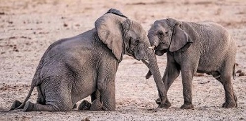 Ενας λίγο μεγαλύτερος ελέφαντας γονατίζει, ώστε να δώσει σε έναν μικρότερο, επίσης αρσενικό, τη δυνατότητα να παίξουν το είδος πάλης, που θα πραγματοποιήσουν στα σοβαρά, όταν πια μεγαλώσουν