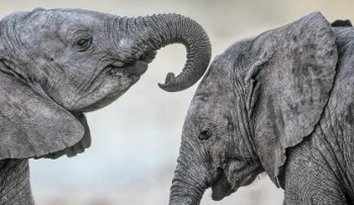 Τα ελεφαντάκια δείχνουν τη διάθεσή τους να παίξουν βάζοντας την προβοσκίδα τους πάνω από το κεφάλι του συνομιλήκου τους. Αυτή η πράξη στους μεγάλους ελέφαντες σημαίνει ιεραρχική υπερίσχυση του ελέφαντα που κάνει την κίνηση με την προβοσκίδα