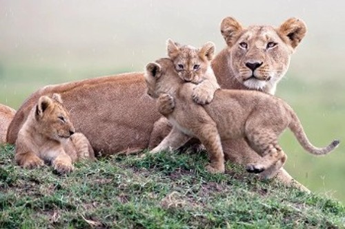 Λιονταράκια «παλεύουν» δοκιμάζοντας εναλλάξ την πλεονεκτική και τη μειονεκτική θέση