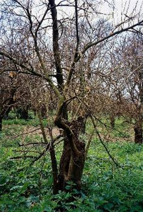 Ξερά δέντρα άφησε πίσω του ο πρόσφατος παγετός στον πορτοκαλεώνα της Αρτας