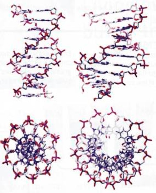 Η περιεστραμμένη έλικα του DNA (αριστερά σε πλάγια όψη και κάτοψη) ίσως δεν είναι το μόνο μακρομόριο που μπορεί να αποθηκεύσει τα «σχεδιαγράμματα» κατασκευής των ζωντανών οργανισμών. Επιστήμονες πειραματίζονται με ημιτεχνητά νουκλεϊνικά οξέα, όπως το xDNA (δεξιά), που είναι πιο σταθερά και γι' αυτό λιγότερο πιθανό να πάθεουν μεταλλάξεις