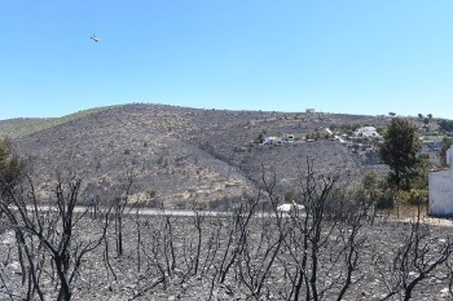 Καμένες εκτάσεις στην Πεντέλη που είχαν γλιτώσει από παλιότερες φωτιές