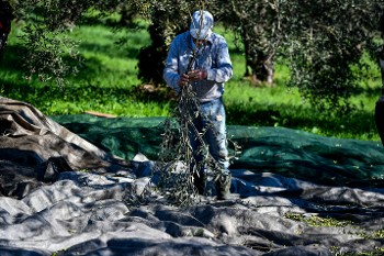 Η πολιτική κυβερνήσεων - ΕΕ διαλύει το εισόδημα των ελαιοπαραγωγών